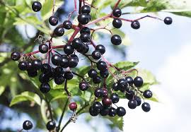 Elderberry em pó (Convencional)